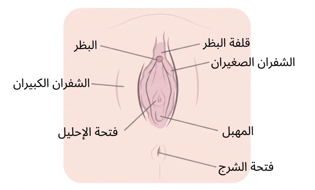 المنطقة الخارجية للمهبل